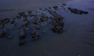 深沪湾海底古森林