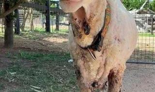 小羊会脏的是啥梗