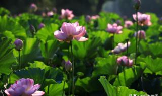 六月美句经典的话 六月美句经典的话