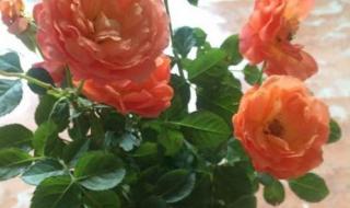 冰雪皇后可以加盟吗