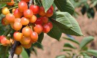 十三陵康陵园采摘园