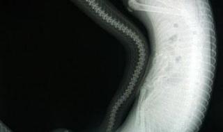 北京动物园百米巨蟒