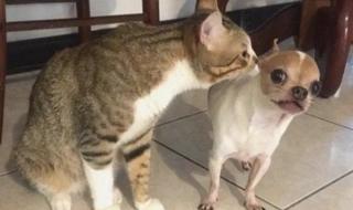 我就是要你叫出声来